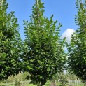 Prunus laurocerasus 'Novita' - 1