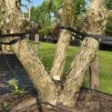 Heptacodium miconioides - Foto 6