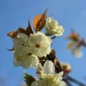 Prunus serrulata 'Ukon' - half april