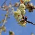 Prunus serrulata 'Ukon' - 1