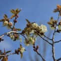 Prunus serrulata 'Ukon' - 2