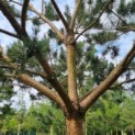 Pinus sylvestris - Afbeelding 5