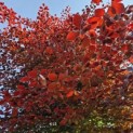 Fagus sylvatica 'Atropunicea' - voorjaar 2024