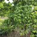 Cornus florida - halfstam Amerikaanse kornoelje juli 2026