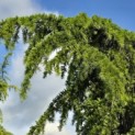 Cedrus deodara 'Pendula' - 2