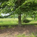 Carpinus betulus - 3