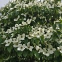 Cornus kousa 'China Girl' - 1