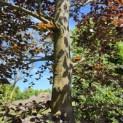 Fagus sylvatica 'Atropunicea' - 3