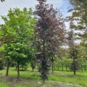Fagus sylvatica 'Atropunicea' - 2025