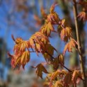 Acer palmatum 'Ueno Yama' - 1