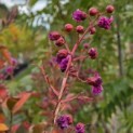 Lagerstroemia indica 'Benoit' - 2
