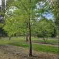 Taxodium distichum - 2