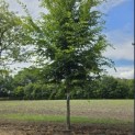 Carpinus betulus - 1