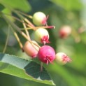 Amelanchier lamarckii - Afbeelding 4