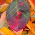 Amelanchier lamarckii - Afbeelding 1