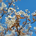 Amelanchier lamarckii - Afbeelding 2