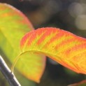 Amelanchier lamarckii - Afbeelding 3