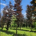 Fagus sylvatica 'Atropunicea' - Foto 2