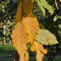 Carpinus betulus 'Pendula' - 5