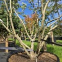 Cornus kousa 'Milky Way' - 3