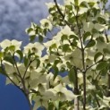 Cornus kousa 'Milky Way' - 4