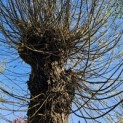 Salix Alba - 1