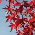 Liquidambar styraciflua 'Worplesdon' - Voorbeeldfoto herfstverkleuring
