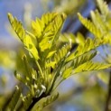 Gleditsia triacanthos ‘Elegantissima’ - jong uitlopend blad in het voorjaar
