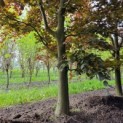 Fagus sylvatica 'Atropunicea' - Afbeelding 4