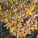 Quercus robur 'Fastigiata' - 2