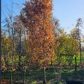 Quercus robur 'Fastigiata' - 1