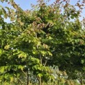 Parrotia persica - 6