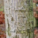 Acer Rufinerve - 1