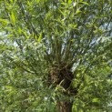Salix Alba - juni 2026