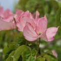 Cornus 'Rosy Teacups' - Foto 2