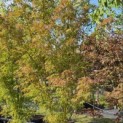 Acer palmatum 'Seiryu' - Foto 5