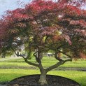 Acer palmatum 'Garnet' - 1