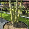 Tilia x europaea 'Pallida' - Foto 5