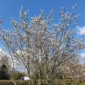 Amelanchier lamarckii