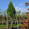 Thuja plicata 'Gelderland - 4