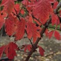 Acer griseum - 2