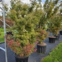 Acer palmatum 'Jerre Schwartz' - 1