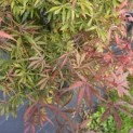 Acer palmatum 'Jerre Schwartz' - 2