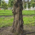 Metasequoia glyptostroboides - 3