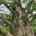 Metasequoia glyptostroboides - 4