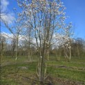 Magnolia loebneri 'Merrill' - 2