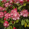 Rhododendron Yakushimanum'Marlis' - Foto 2