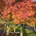 Acer palmatum - 1