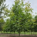 Juglans regia 'Buccaneer' - 5