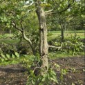 Carpinus betulus - 5